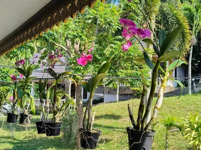 Phangan Orchid Resort – Fotos 15